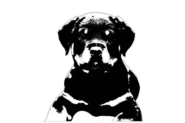 Vector illustration of Black and white portrait of a Rottweiler puppy on a white background. Two-month-old pet lying on the floor. Cute female dog. Vector illustration.