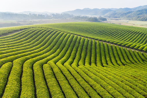 beautiful tea plantation landscape in early morning with spring sunshine