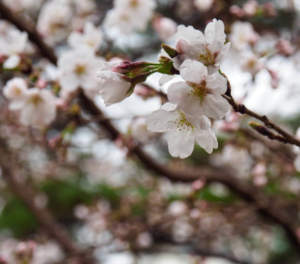 istock Nature cherry blossom, spring, plant 1326005531