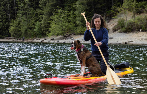 Adult Caucasian Adventure Woman on a paddle board with boxer dog Adult Caucasian Adventure Woman on a paddle board with boxer dog. Alouette Lake in Golden Ears by Maple Ridge, Greater Vancouver, British Columbia, Canada. alouette lake stock pictures, royalty-free photos & images