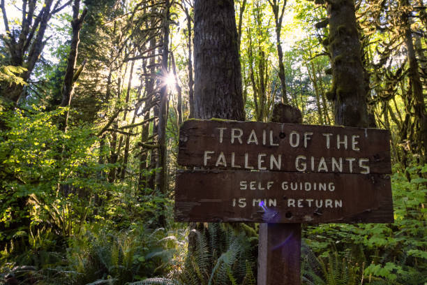 istock Canadian Rain Forest. Trail Signage around Fresh Green Trees 1326005671