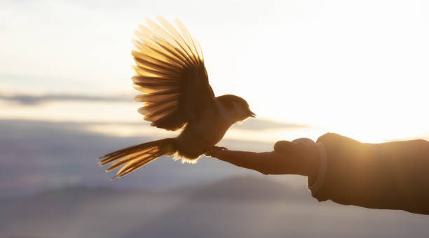 istock Grey Jay sitting on top of a hand 1326006613