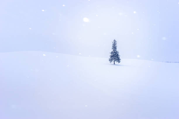 Winter landscape, trees covered with snow. Open diaphragm.