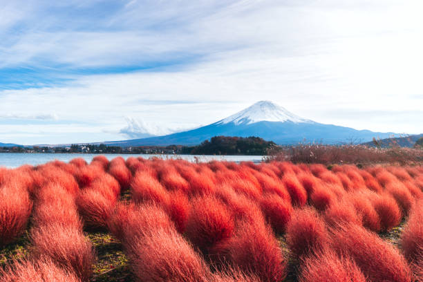 colorato autunno di montagna fuji destinazione vista paesaggio con kochia rossa. - volcano lake blue sky autumn foto e immagini stock