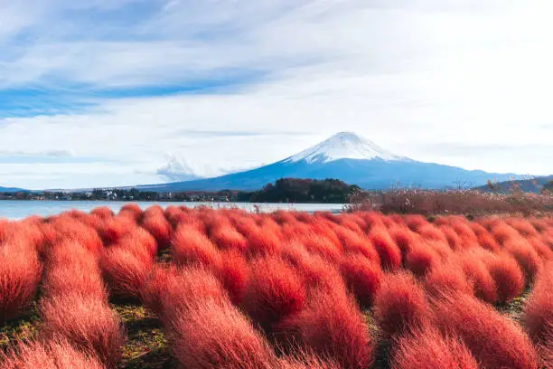 Photo of Colorful autumn of mountain Fuji landscape view destination with red kochia.