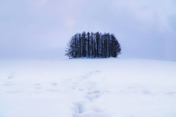istock Lonely group of pine tree snow scene on winter at Japan. 1326007701