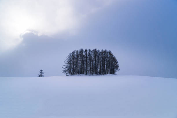 美瑛町の冬の松の木の雪のシーンのグループ。 - new snow ストックフォトと画像