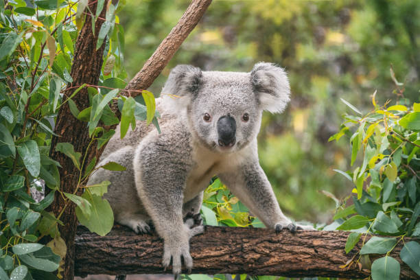 koala on eucalyptus tree outdoor in australia - forest tree nature wilderness area imagens e fotografias de stock