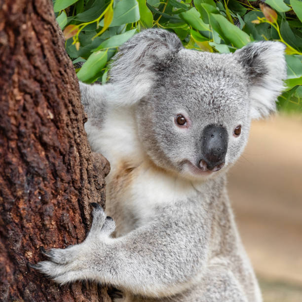 albero da arrampicata koala nella natura selvaggia dell'entroterra in australia - koala australia sydney australia animal foto e immagini stock