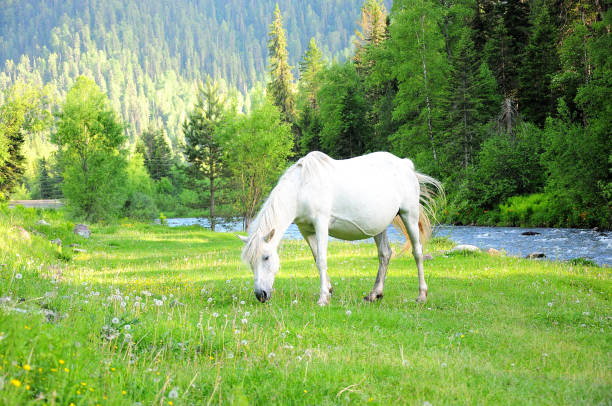 A young white mare will peacefully settle on the bank of a mountain river. A young white mare will peacefully settle on the bank of a mountain river. Pets in the wild. western siberia stock pictures, royalty-free photos & images