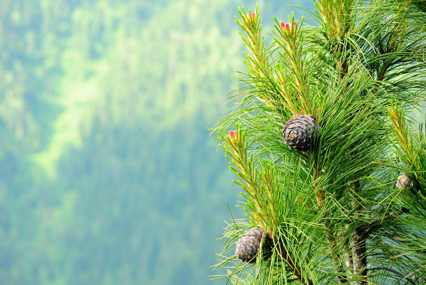 una mirada a una rama de un cedro joven con varios conos, en el fondo un bosque de coníferas con un fondo borroso. - pine cone fotografías e imágenes de stock