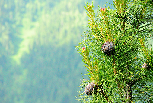 A look at a branch of a young cedar with several cones, in the background a coniferous forest with a blurred background. Wildlife.