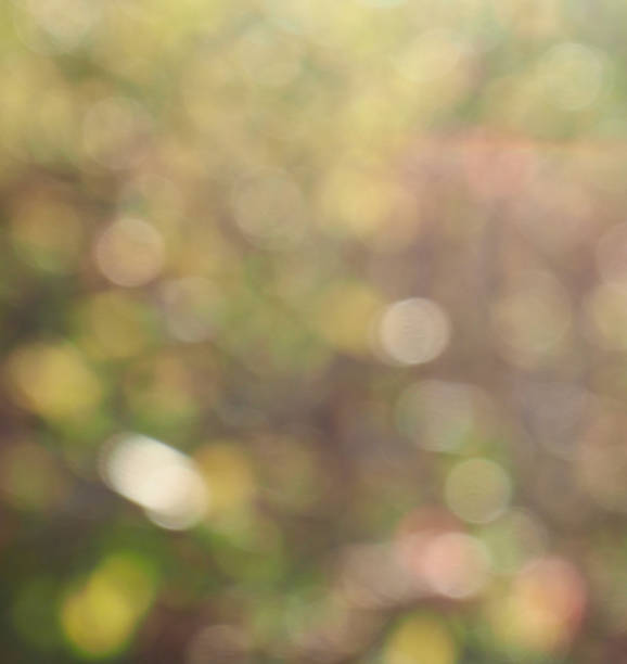 istock Leaf bokeh in the forest, missed focus 1326009210