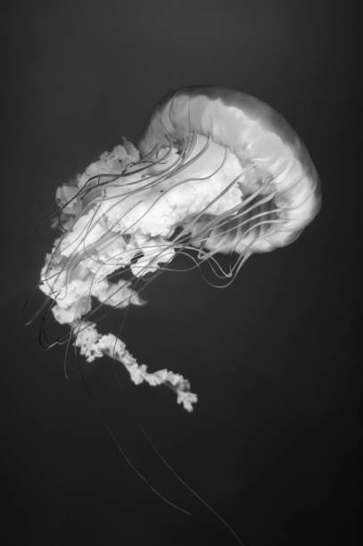 istock jellyfish in black and white 1326009566