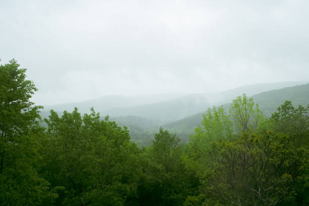 istock Valley with dense trees and a cloudy sky just beginning to brighten. 1326012307