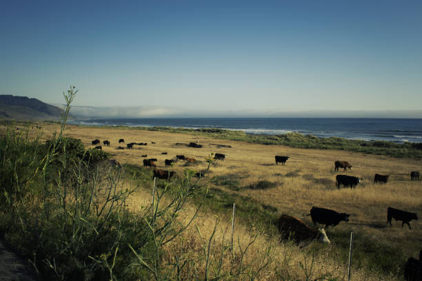 Undeveloped around this area, called the Lost Coast, North of California. Drive 60 miles undeveloped road in the mountains to get to this beach.