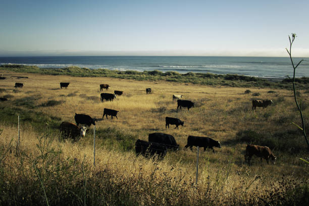 istock Lost Coast, North of California. 1326013306
