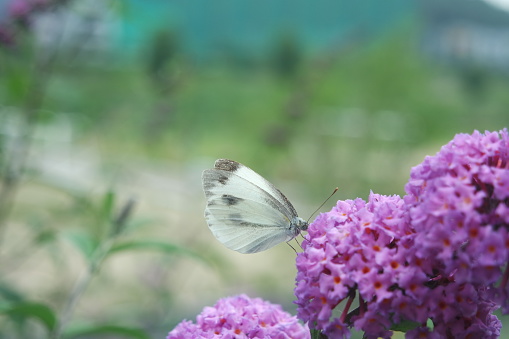 A Butterfly Pieris Brassicae On Summer lilac Buddleja davidii Flower