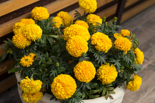 Large marigold flowers in a pot in the garden so close
