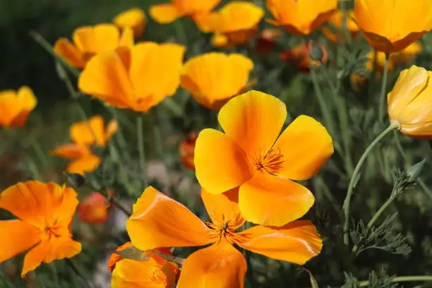 Photo of Yellow flowers of eschscholzia californica or golden californian poppy, cup of gold, flowering plant in family papaveraceae