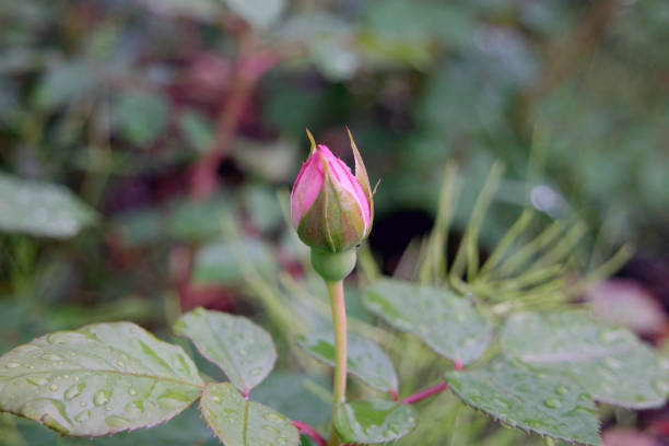 istock Bright Pink Rose Bud And Leaves 1326015261
