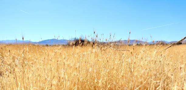 istock California Desert Landscape With Clear Blue Sky 1326017273