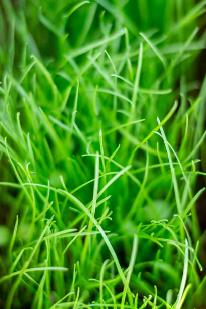 istock Vertical view natural green grass. Close-up, softly blurred background 1326017392