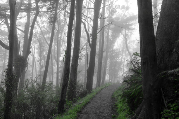 istock Trail crossing Blue Gum Eucalyptus Forest in Summer Fog 1326018164
