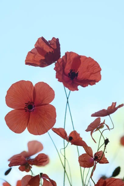 istock Red poppies in the field, under the blue sky 1326018559