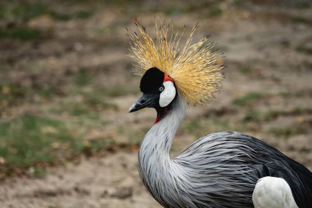 istock Beautiful Grey crowned crane bird. 1326019409