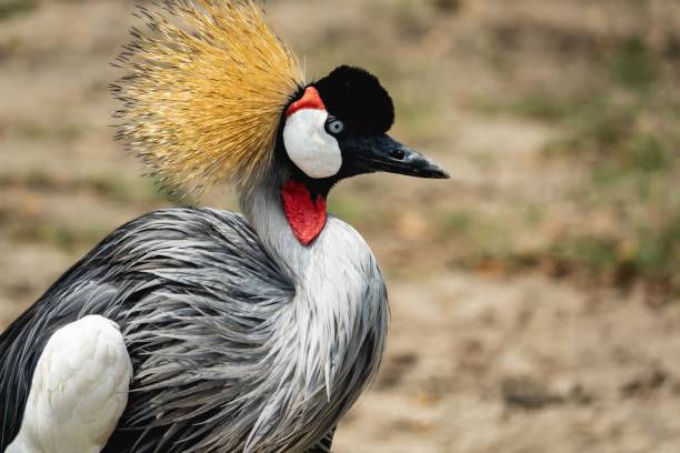 istock Beautiful Grey crowned crane bird. 1326019412