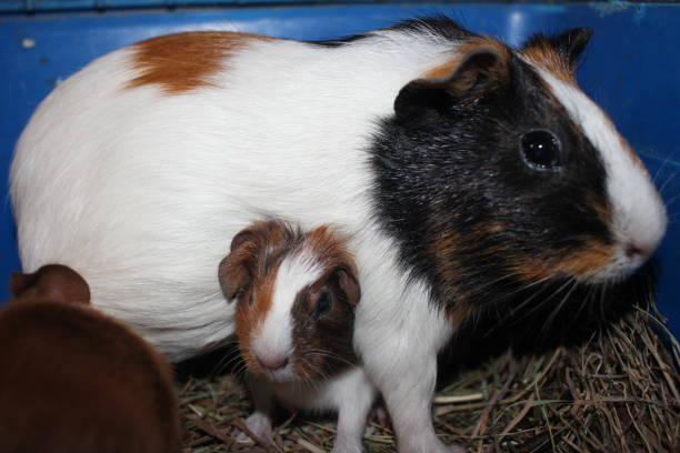 istock guinea pig rodent with newborn cubs pets in a cage 1326020482