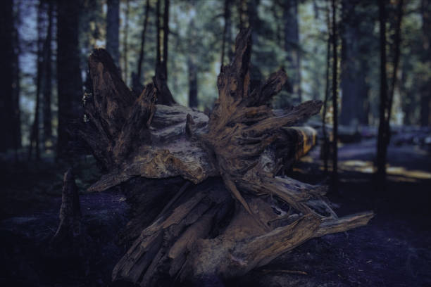 istock Red Wood in Northern California 1326020545