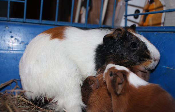 istock guinea pig rodent with newborn cubs pets in a cage 1326020613