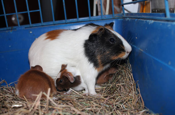 istock guinea pig rodent with newborn cubs pets in a cage 1326021205