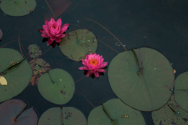 istock Waterlilies in a pond 1326022559