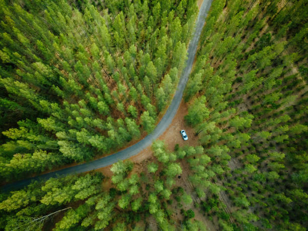 istock The pine forest has a road cut in the middle. 1326023831