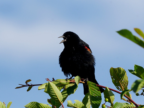 A Red-winged Blackbird perched on a branch. Light blue sky background and green leaves on plant it is perched on.
