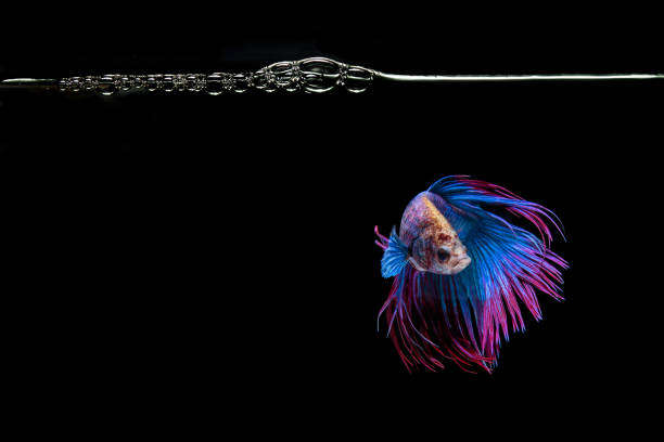 Blue and red crowntail , White red and blue betta fish, Siamese fighting fish, betta splendens (Halfmoon betta, Pla-kad (Biting fish) isolated on black background.