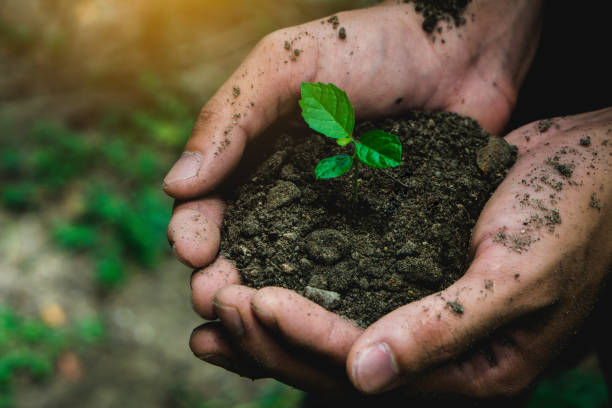 istock Environment Earth Day In The man Hands Of Trees Growing Seedlings. 1326024974