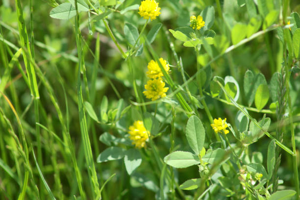 istock Hop trefoil in bloom close-up view selective focus 1326027969