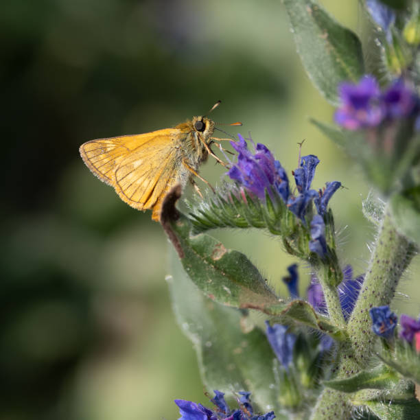 istock Lulworth skipper, Thymelicus acteon foraging on a flower at a meadow at Munich, Germany 1326030858