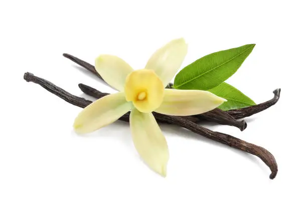 Photo of Aromatic vanilla sticks, beautiful flower and green leaves on white background