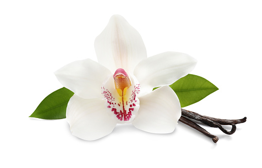 Aromatic vanilla sticks, beautiful orchid flower and green leaves on white background