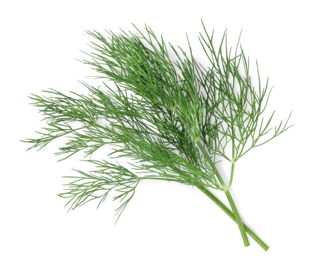 istock Sprigs of fresh dill isolated on white, top view 1326031812
