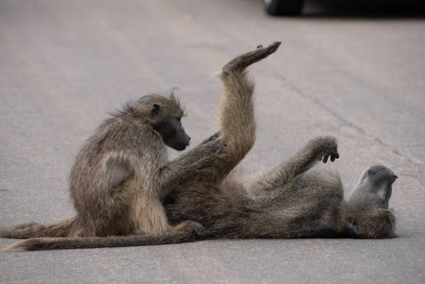 baboon liegt auf der straße mit beinen in der luft, die von einem anderen pavian vorgeprert werden. - kruger national park monkey baboon africa stock-fotos und bilder