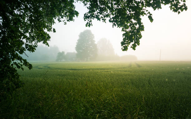 istock A beautiful sunrise landscape of a misty meadow. 1326034302