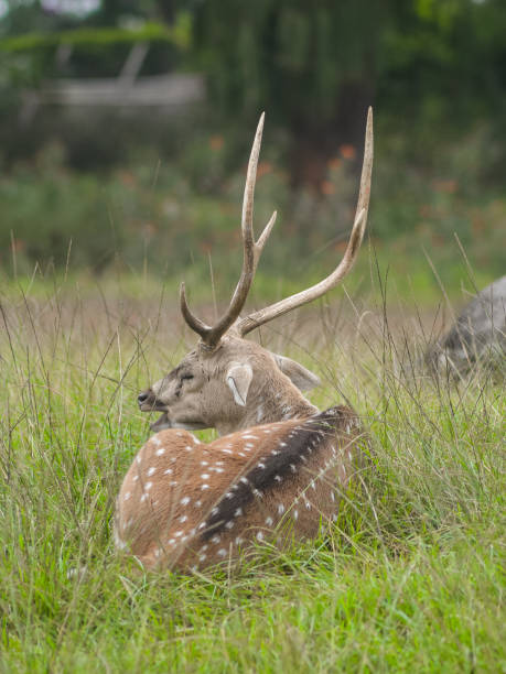 istock captivity of kertamanah deer 1326036617