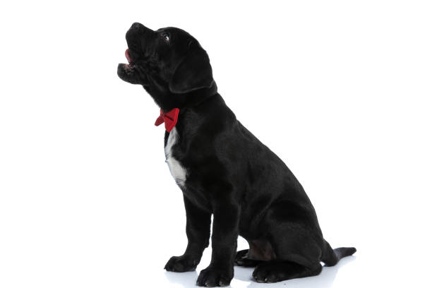 istock seated cane corso dog licking his mouth 1326037503
