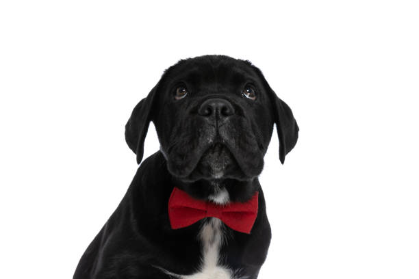 istock cane corso dog looking up and wearing a red bowtie 1326037983